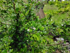 Scorpionbush (Ehretia microphylla)