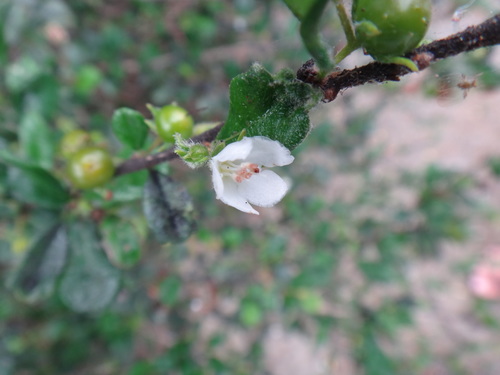 Scorpionbush (Ehretia microphylla)