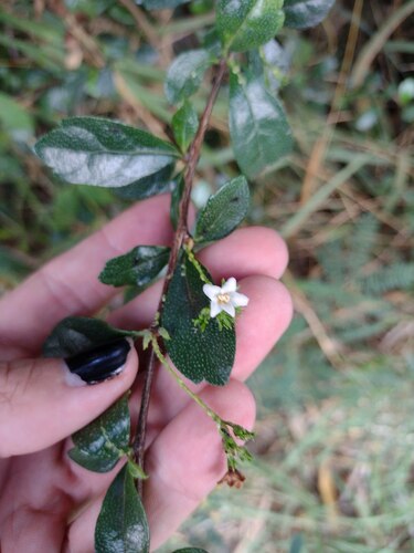 Scorpionbush (Ehretia microphylla)