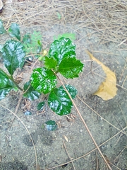 Scorpionbush (Ehretia microphylla)