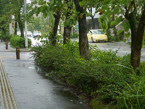 Scorpionbush: Carmona retusa：フクマンギ 2015/08/24 沖縄本島：Okinawa Island, Japan 那覇市の街路で