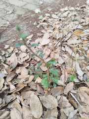 Scorpionbush (Ehretia microphylla)