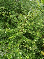 Scorpionbush (Ehretia microphylla)