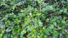Scorpionbush (Ehretia microphylla)
