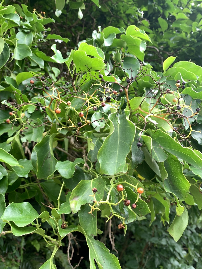 Ehretia philippinensis (Ehretia philippinensis)