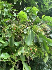 Ehretia philippinensis (Ehretia philippinensis)