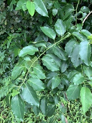 Ehretia philippinensis (Ehretia philippinensis)