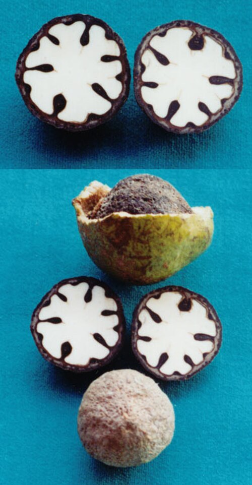 Eidothea zoexylocarya: Eidothea zoexylocarya seeds