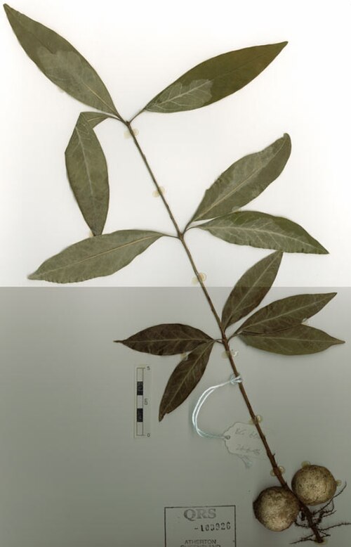 Eidothea zoexylocarya: Eidothea zoexylocarya seedling