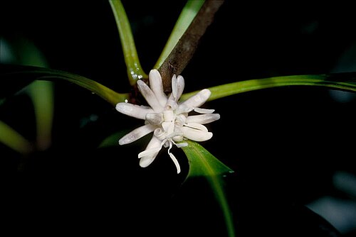 Eidothea zoexylocarya: Eidothea zoexylocarya flower