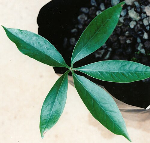 Eidothea zoexylocarya: Eidothea zoexylocarya foliage