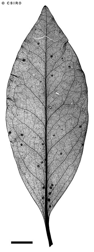 Eidothea zoexylocarya: Eidothea zoexylocarya x-ray of leaf