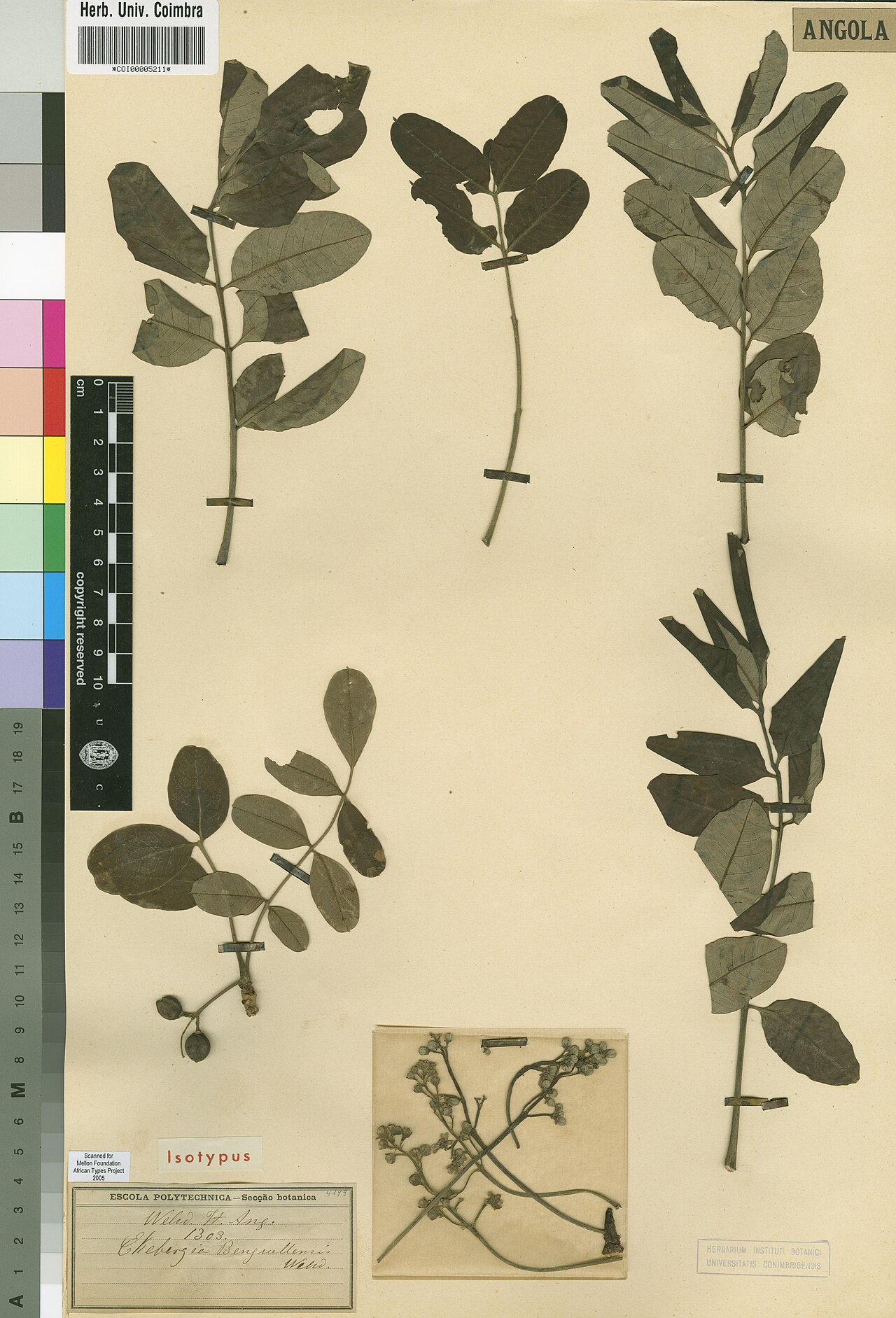 Ekebergia benguelensis: Photograph of Isotype of Ekebergia benguelensis at Herbarium of the University of Coimbra, Portugal (COI). Specimen COI00005211. http://coicatalogue.uc.pt/speci