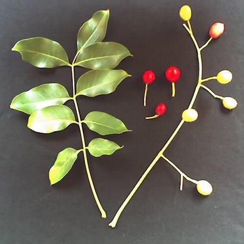 Ekebergia capensis: Compound leaf and fruit of Ekebergia capensis