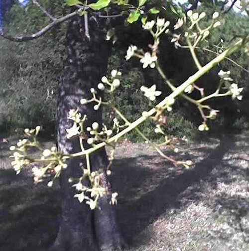 Ekebergia capensis: Flowers and stem of Ekebergia capensis