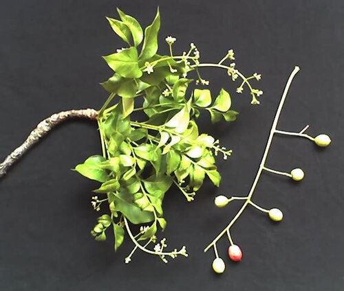 Ekebergia capensis: Flowers and green fruit of Ekebergia capensis