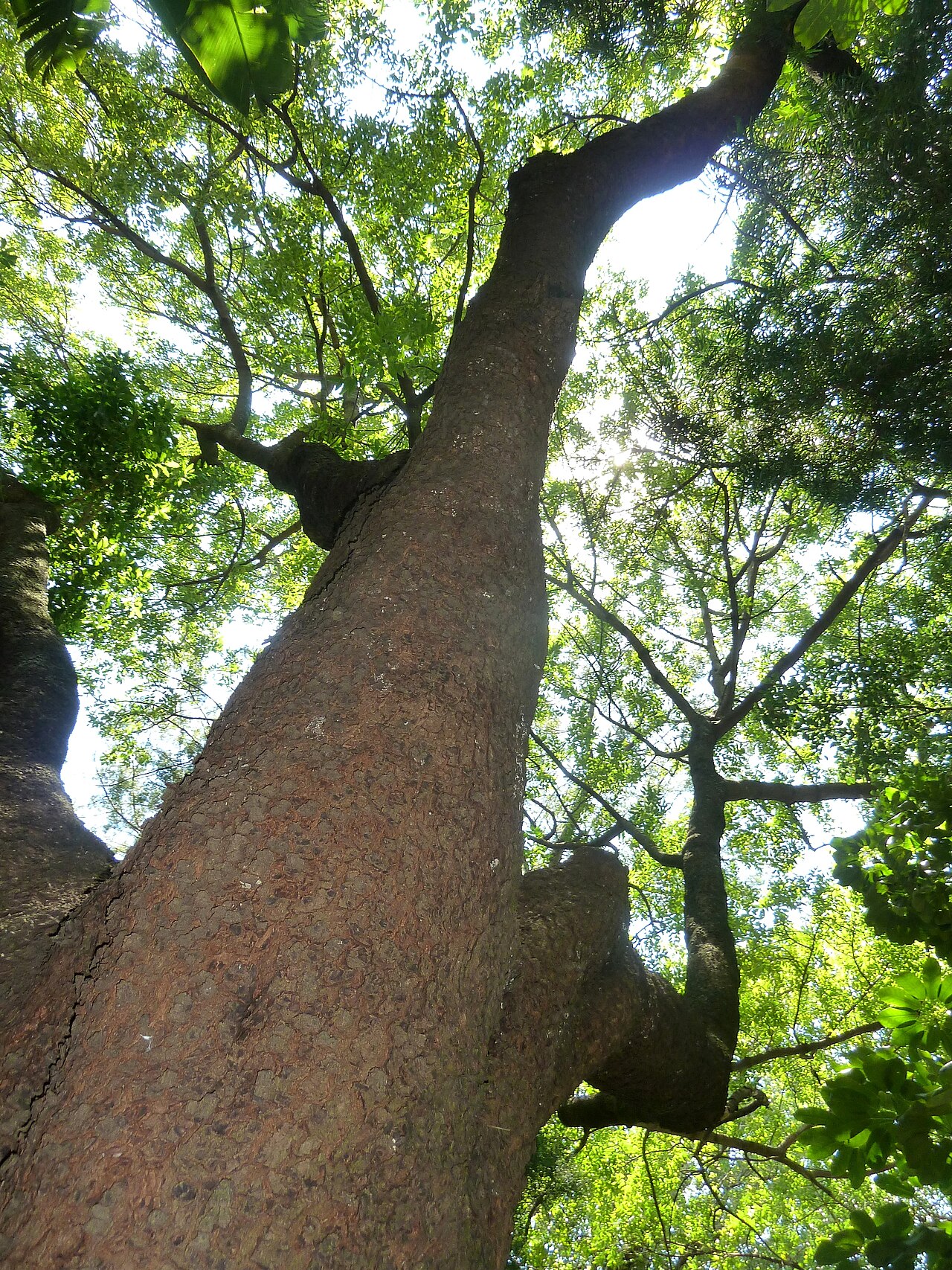 Ekebergia capensis: Habit of a Cape ash in Manie van der Schijff Botanical Garden, University of Pretoria. Indicated as form meyeri from South Africa.