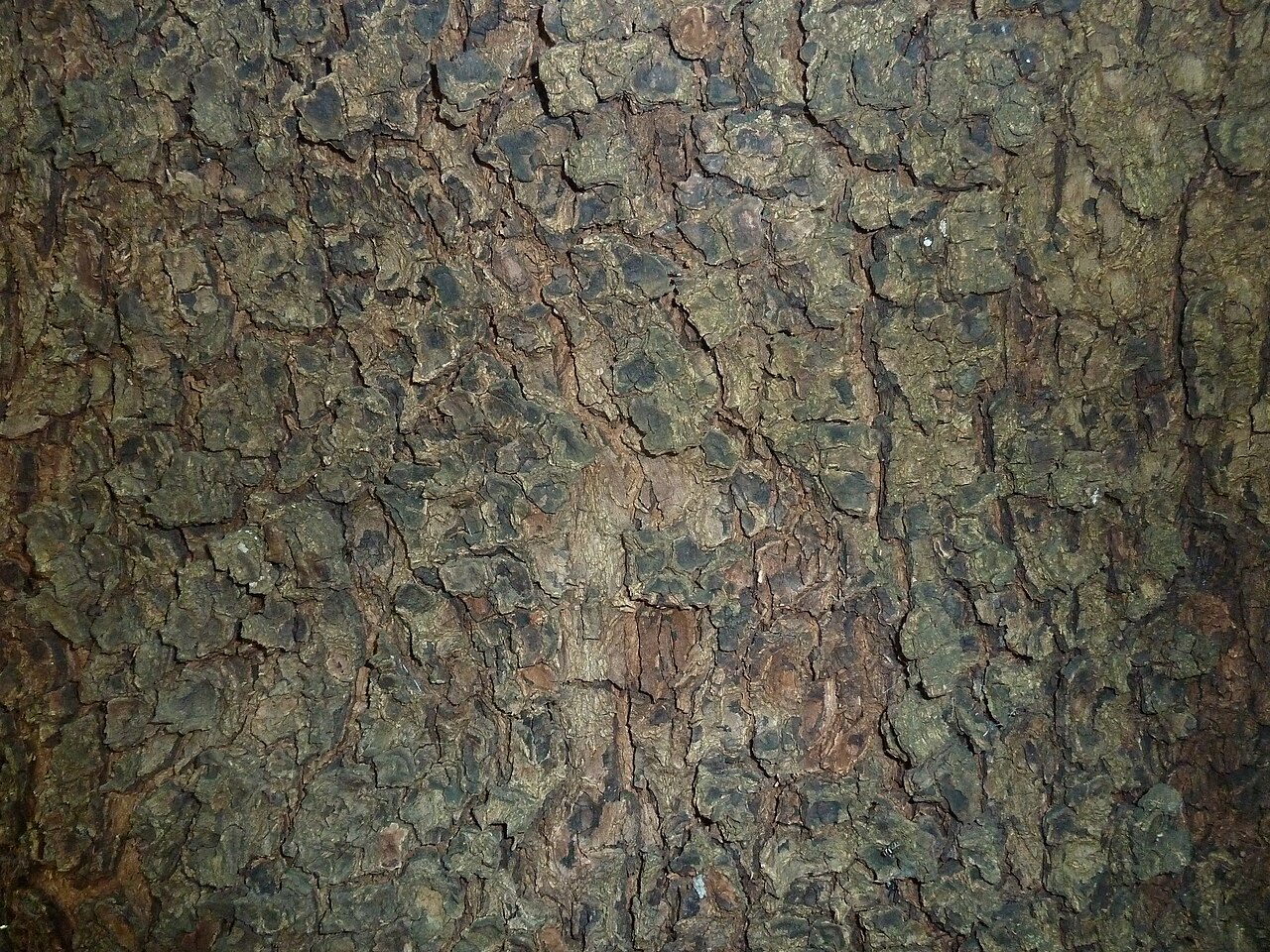 Ekebergia capensis: Bark texture of a Cape ash in Manie van der Schijff Botanical Garden, University of Pretoria. Indicated as form meyeri from South Africa.