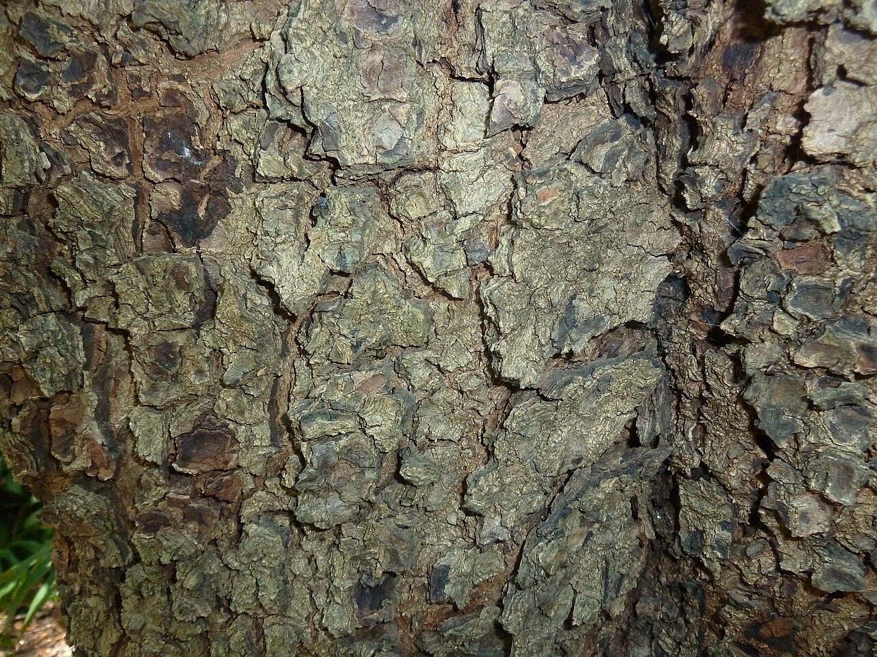 Ekebergia capensis: Bark texture of a Cape ash in Manie van der Schijff Botanical Garden, University of Pretoria. Indicated as form meyeri from South Africa.