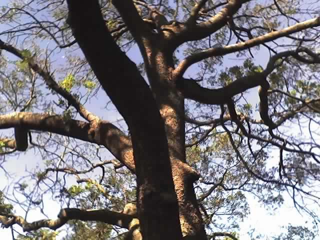 Ekebergia capensis: Large specimen of Ekebergia capensis at Umdoni Bird Sanctuary