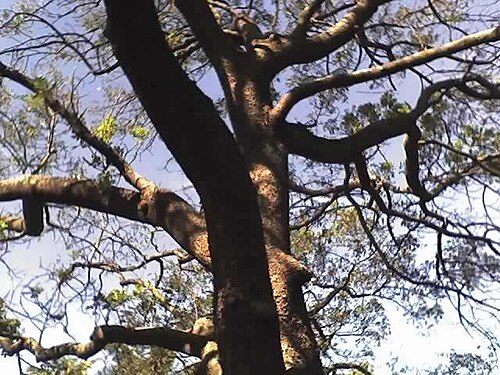 Ekebergia capensis: Large specimen of Ekebergia capensis at Umdoni Bird Sanctuary