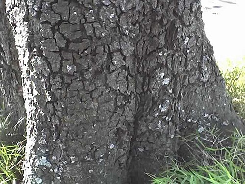 Ekebergia capensis: Stem of large specimen of Ekebergia capensis at Umdoni Bird Sanctuary