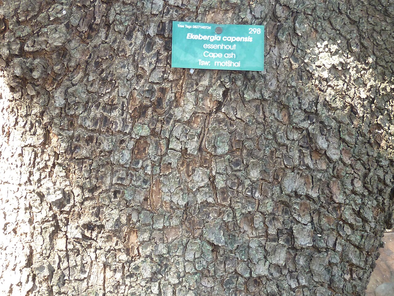 Ekebergia capensis: Rough bark of a Cape Ash in Eugene Marais Park, Pretoria