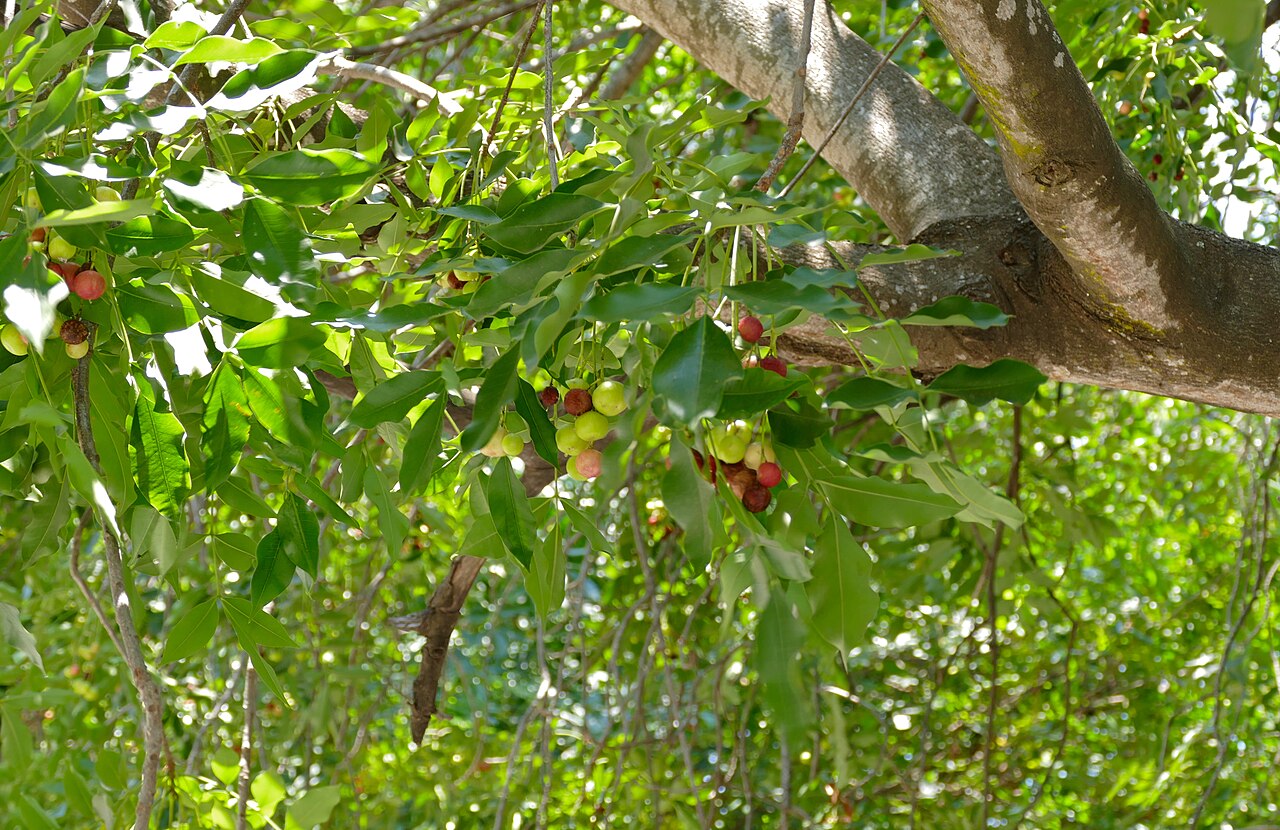 Ekebergia capensis: Timbavati, Kruger NP, SOUTH AFRICA
