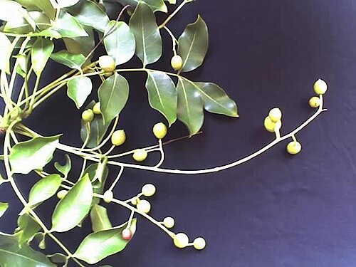 Ekebergia capensis: Leaves and fruit of Ekebergia capensis