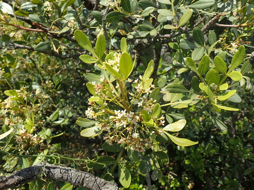 Ekebergia pterophylla (Ekebergia pterophylla)