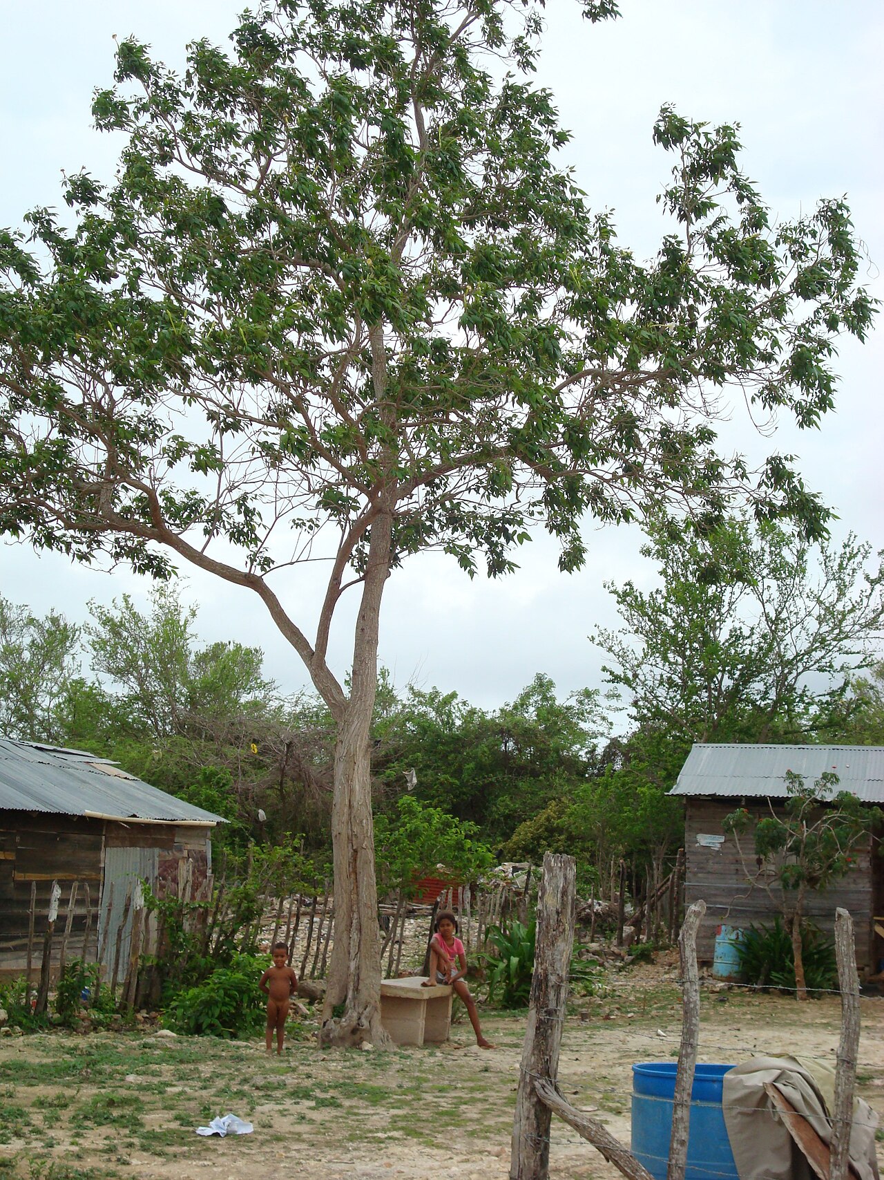 Ekmanianthe longiflora: Ekman´s Trumpet Tree (Ekmanianthe longiflora) near Nueva Rosa, Pedernales Province
