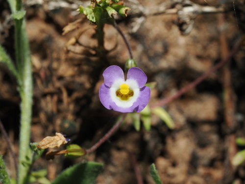 Elacholoma prostrata (Elacholoma prostrata)