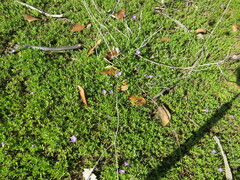 Elacholoma prostrata (Elacholoma prostrata)