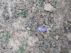 Elacholoma prostrata (Elacholoma prostrata)