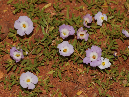 Elacholoma prostrata (Elacholoma prostrata)