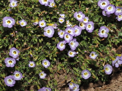 Elacholoma prostrata (Elacholoma prostrata)