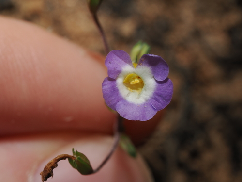 Elacholoma prostrata (Elacholoma prostrata)