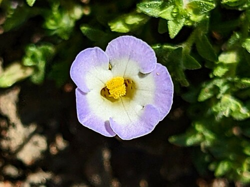 Elacholoma prostrata (Elacholoma prostrata)
