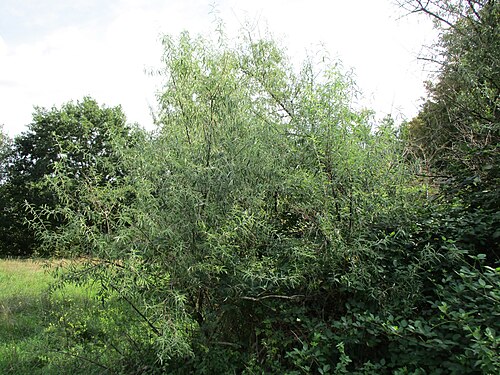 Russian olive: Schmalblättrige Ölweide ( Elaeagnus angustifolia ), invasiv an der A6 in Brebach