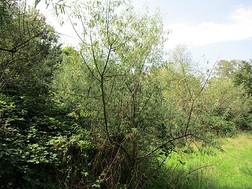 Russian olive: Schmalblättrige Ölweide ( Elaeagnus angustifolia ), invasiv an der A6 in Brebach
