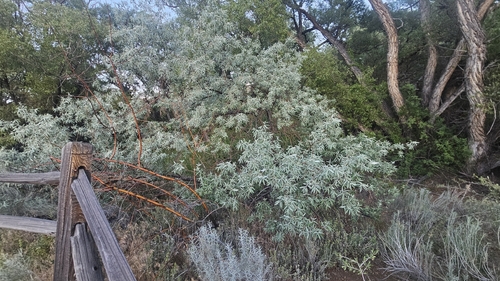 Russian olive (Elaeagnus angustifolia)