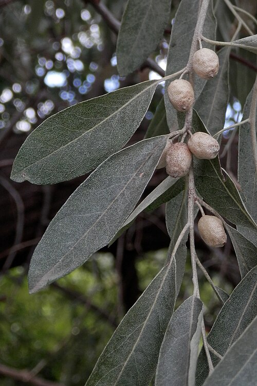 Russian olive: Russian Olive ( Elaeagnus angustifolia ) in Kitchener, Ontario, Canada.