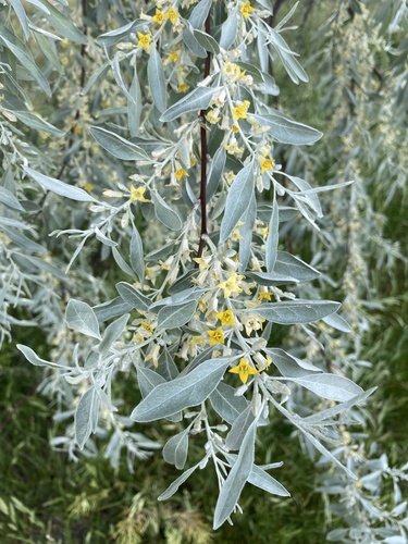 Russian olive (Elaeagnus angustifolia)