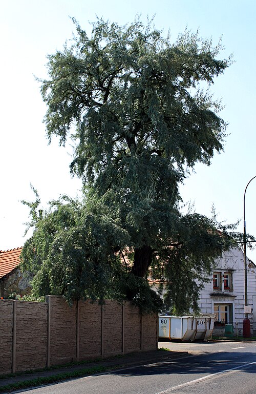 Russian olive: Silver berry ( Elaeagnus angustifolia ) in Bezno , Czech Republic