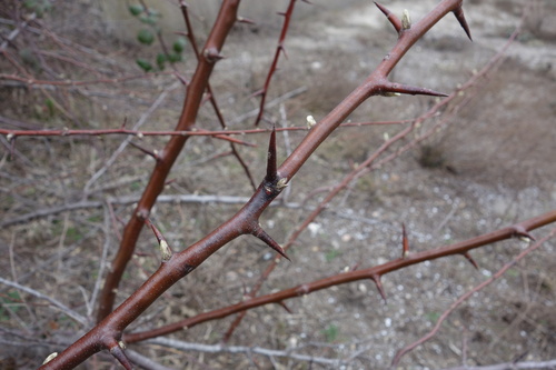 Russian olive (Elaeagnus angustifolia)