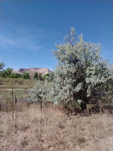 Russian olive (Elaeagnus angustifolia)
