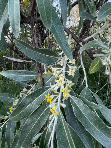 Russian olive (Elaeagnus angustifolia)