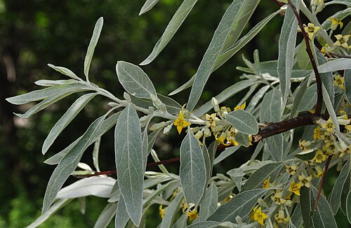 Russian olive: Flowers and lives of oleaster ( Elaeagnus angustifolia ), Eglinton Flats, Toronto