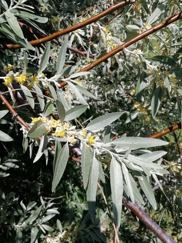 Russian olive (Elaeagnus angustifolia)