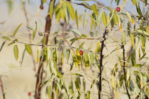 Russian olive (Elaeagnus angustifolia)